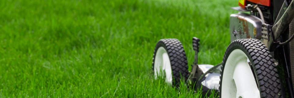 Your lawn and landscape
the way that it should